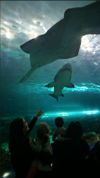_images/Wan_Aquarium.png