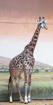 _images/Wan_TorontoZoo.png